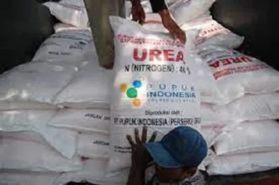 Pupuk Urea Langka, Para Petani Warga Sumbersari Bantul Merasakan Dampaknya
