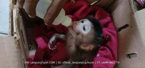 Lagi… KSKP Bakauheni Berhasil Amankan Kawanan Bayi Monyet