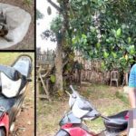 Diduga Curi Getah karet di PTPN VII Tubu, Seorang Pemuda Diringkus Polsek Blambangan Umpu