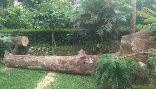 Aneh Tapi Nyata, Pohon Parkia Apesiosa Hassk T 30 Meter Roboh Tanpa Mengenai Rumah Penduduk