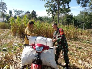 Jaga Ketahanan Pangan, Babinsa Koramil Baradatu Bantu Panen Jagung