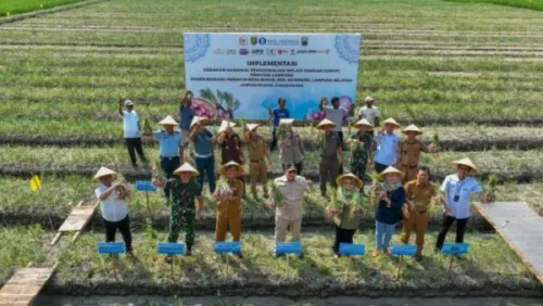 Bank Indonesia dan Pemprov Lampung Panen Bawang Merah dan Beri Bantuan kepada Poktan di Lamsel