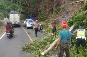 Apresiasi, Sat Lantas Polres Pesibar Terjun Langsung Bersihkan Pohon tumbang