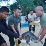 Pangdam II/Swj Didampingi Danrem 043/Gatam Lepas Kembali 7 Ekor Penyu Kehabitatnya