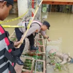 Jasad Wanita Tanpa Busana Ditemukan Mengambang di PLTA Way Besai