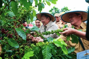 Sambil Bercengkrama, Gubernur Arinal Panen Kopi Arabika bersama Petani Kopi di Sekincau, Lampung Barat