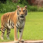 Penampakan Harimau di Perkebunan Jagung Gegerkan Warga Gunungdoh