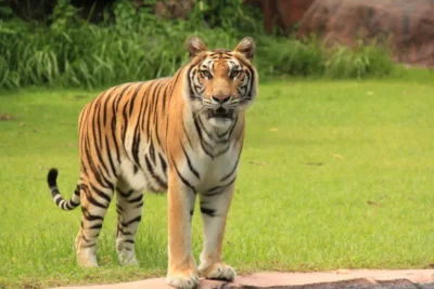 Penampakan Harimau di Perkebunan Jagung Gegerkan Warga Gunungdoh