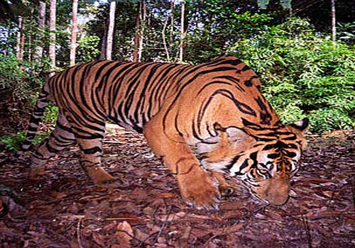 Sudah Puluhan Tahun Dinyatakan Punah, Benarkah Harimau Jawa Ada Lagi?