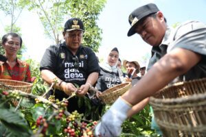 Gubernur Arinal Panen Kopi dan Tinjau Lokasi Penanaman Sistem Tumpang Sari Kopi dan Lada di Pekon Sinar Jaya, Air Hitam, Lambar