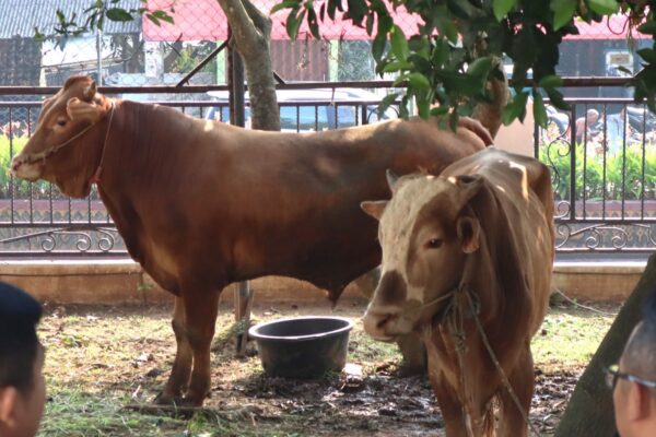 Rayakan Idul Adha 1445 H, PLN Salurkan 790 Paket Daging Kurban di Lampung