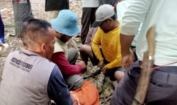 BKSDA dan Tim Gabungan Berhasil Tangkap Buaya Muara di Semaka Tanggamus