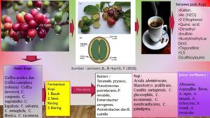 Teknologi Fermentasi untuk Menyulap Limbah Kopi Menjadi Minuman Bernutrisi