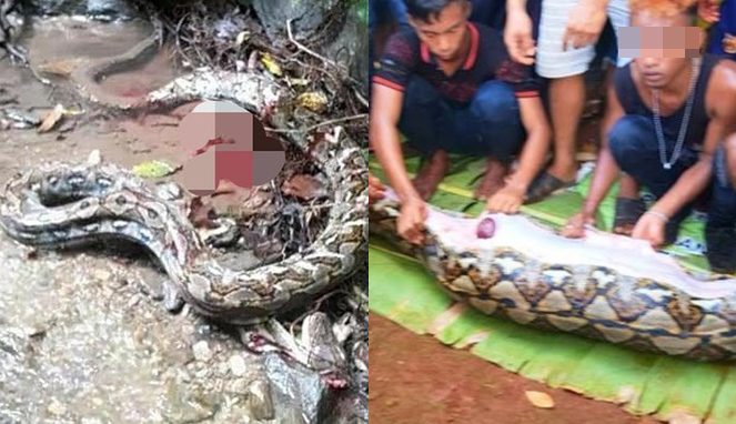 Nahas, Seorang Nenek Tewas Ditelan Ular Piton