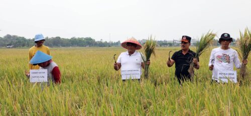 Kunker Sehari di Kecamatan Natar, Nanang Ermanto Panen Raya Bersama Petani