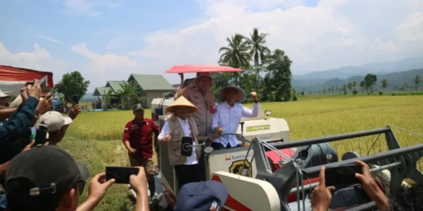 Pemkab Lambar Bersama Kementerian Pertanian Lakukan Panen Raya Padi di Kecamatan Bandar Negeri Suoh