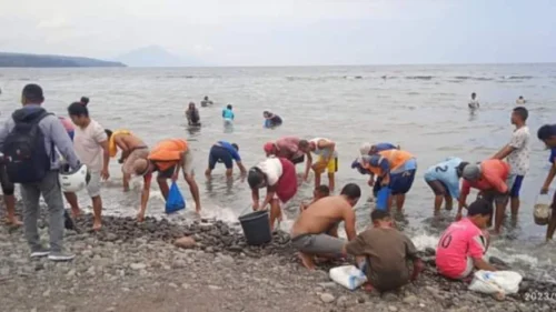 Polisi Sebut Ratusan Ikan Naik ke Pesisir Pantai di Lampung Terjadi Tahun 2023