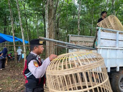 Polres Tulang Bawang Gerebek Dua Lokasi Judi Sabung Ayam di Areal Perkebunan Karet