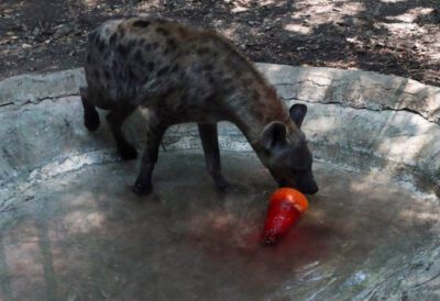 Hyena Tutul Ditemukan di Tenggara Mesir, Penampakan Pertama dalam 5.000 Tahun