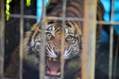 6 Pria di Riau Tangkap-Bunuh Harimau Sumatera, Kulit dan Dagingnya Dijual