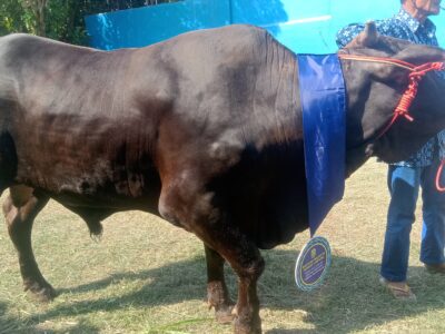 Pemkot Bandar Lampung Salurkan 93 Hewan Kurban Sambut Idul Adha 1446 H