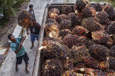 Pengiriman CPO ke Truk Angkut. Foto: AFP