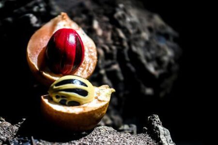 Detail biji pala usai dipetik di Kepulauan Banda Naira, Maluku. Foto: ANTARA FOTO