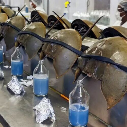 Kepiting Tapal Kuda: Fosil Hidup Berdarah Biru yang Menyelamatkan Manusia