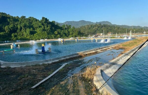 Jelang Hari Kesaktian Pancasila, PLN UP3 Pringsewu Dorong Hilirisasi Pertanian dan Perikanan