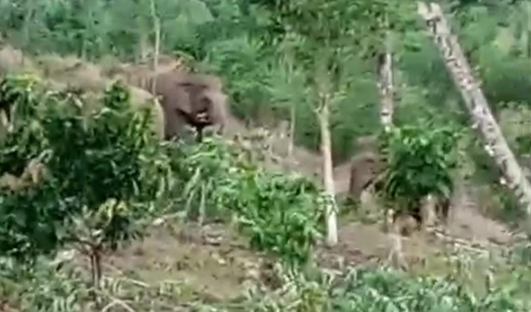 Polsek Wonosobo Identifikasi Serangan Gajah di Blok 3 Bandar Negeri Semuong