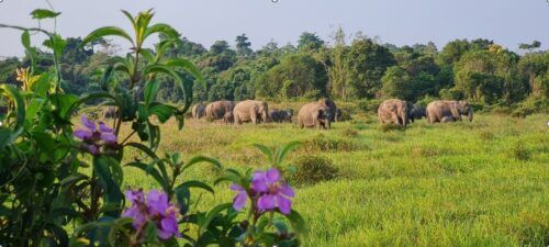 TN Way Kambas Perkuat Strategi Terpadu Tekan Konflik Gajah dan Manusia