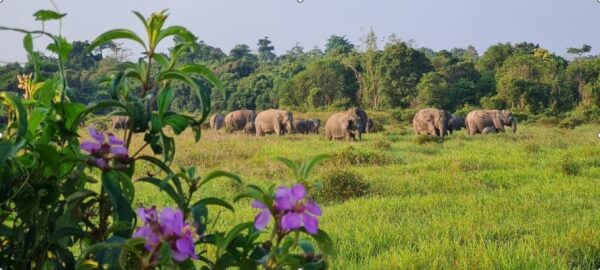 TN Way Kambas Perkuat Strategi Terpadu Tekan Konflik Gajah dan Manusia