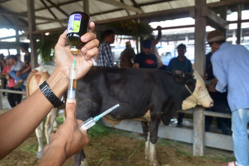 Cegah PMK Jelang Idul Adha, Dinas Pertanian Bandar Lampung Vaksinasi 210 Ekor Ternak